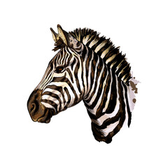 Zebra head portrait from a splash of watercolor, colored drawing, realistic. Vector illustration of paints