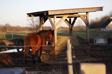 Naklejka premium horse in a farm