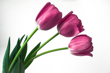 Three pink tulips on a white background
