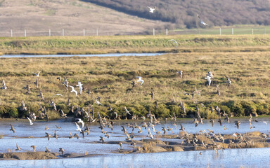 Flock of ducks and godwits