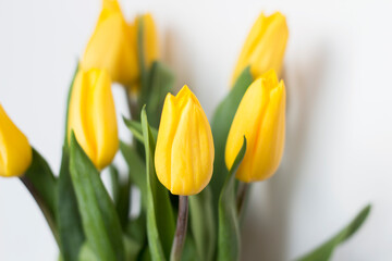 Naklejka premium Spring came. Yellow tulips. Tulips stand on a white background. Beautiful flowers