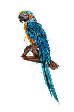 Parrot macaw from a splash of watercolor, colored drawing, realistic. Vector illustration of paints