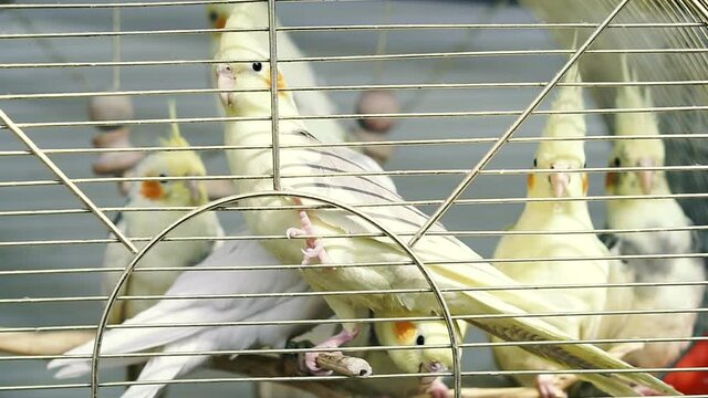 Parrot. Parrot of breed Corella nymph.