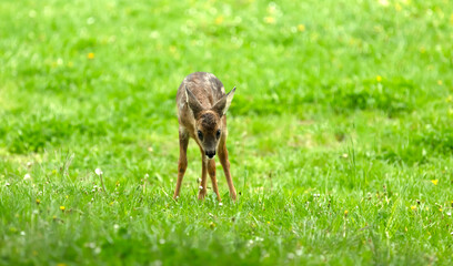 Beautiful Deer Fawn