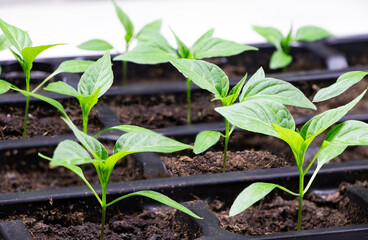 Young seedlings of pepper. Seedlings. Gardening. Chilli Pepper seedlings. Young plant