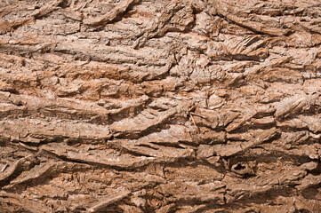 A texture of the tree bark