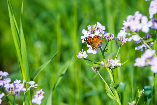 butterfly on flox.