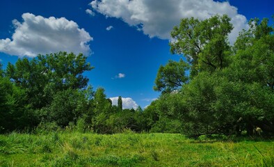 Obraz premium Summer rural landscape, meadow with wildflowers, landscape with trees and clouds, grass and blue sky