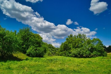 Summer rural landscape, meadow with wildflowers, landscape with trees and clouds, grass and blue sky