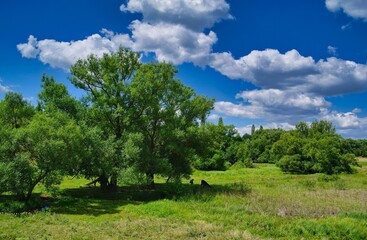 Fototapeta na wymiar Summer rural landscape, meadow with wildflowers, landscape with trees and clouds, grass and blue sky
