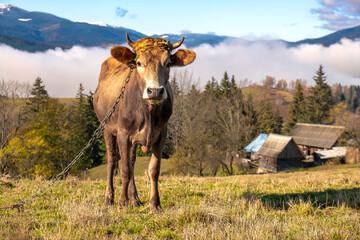 Farm cow grazing on alpine pasture meadow in summer mountains.