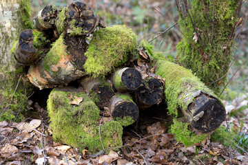 Pile of old logs covered in moss in the forest