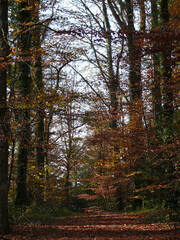 Fototapeta premium paysages d'automne en forêt