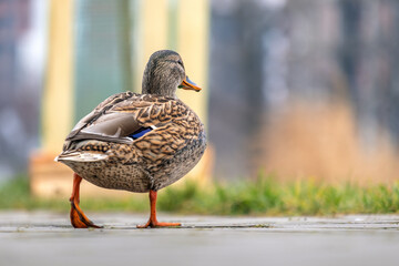 One gray wild duck walking in summer park.