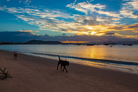 dog on the beach Sunset on a tropical beach with pirate boats in the background located on the beach of Cachoeira do Bom Jesus, Canasvieras, Ponta das Canas, Florianopolis, Santa Catarina, Brazil