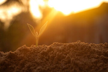 Growing plant and fertilizer.Young plant in the morning light on ground background, New life concept.Small plants on the ground in spring.fresh,seed,Photo fresh and Agriculture concept idea.