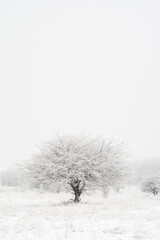 Winter scene of tree covered with snow