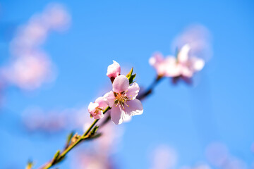 Fruit tree twigs with blooming white and pink petal flowers in spring garden.