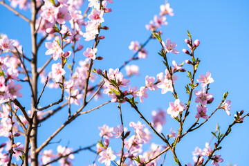Fruit tree twigs with blooming white and pink petal flowers in spring garden.