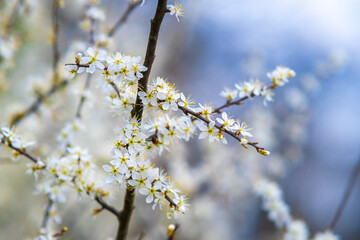 Fruit tree twigs with blooming white and pink petal flowers in spring garden.