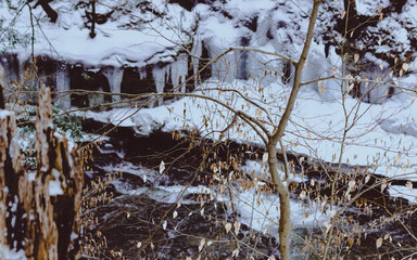 Icicles behind a skinny tree.