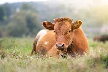 Gordijnen Brown milk cow grazing on green grass at farm grassland. © bilanol