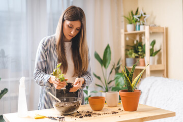 Woman gardeners taking care and transplanting plant a into a new ceramic pot on the wooden table. Home gardening, love of houseplants, freelance. Spring time. Stylish interior with a lot of plants. 