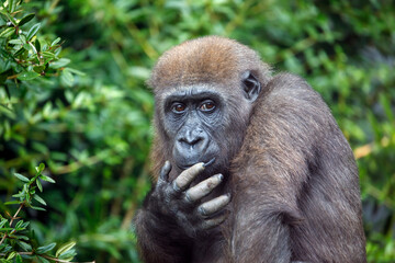 A Western Lowland Gorilla female