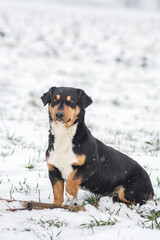 A stray dog in a farm field covered in snow 