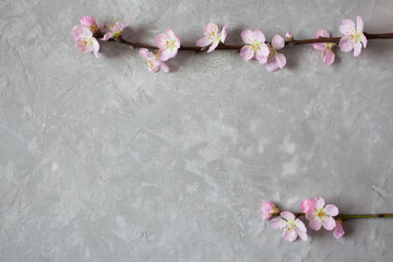 Pink flowering branches of fruit, sakura on a gray background of old plaster, space for text.