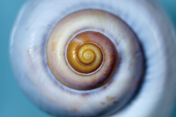 spiral shell on blue background