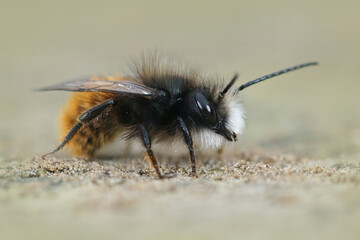 Closeup of a hairy male horned mason orchard bee, Osmia cornuta in the garden