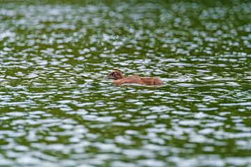 A Baby Loon Swimming in a Wilderness Lake