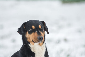 A stray dog in a farm field covered in snow 