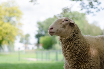 Adult large sheep on the farm. Agricultural scene with limited depth of field
