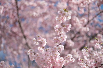 cherry blossom