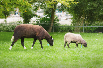 A large sheep and a lamb are eating grass on the farm. Agricultural scene