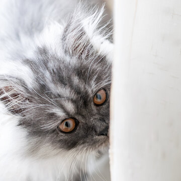 Splendor Turkish Angora Cat Breed Grey Portrait Silver-tabby