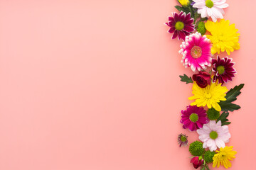 Colorful flower composition on pink background. Pink and white Chrysanthemum.