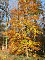 Obraz premium paysages d'automne en forêt