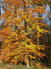 paysages d'automne en forêt