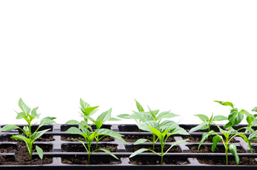 Young seedlings of pepper. Seedlings. Gardening. Chilli Pepper seedlings. Copy space. Young plant