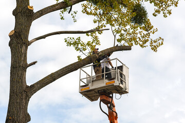 Two service workers cutting down big tree branches with chainsaw from high chair lift crane platform. Deforestation and gardening concept.