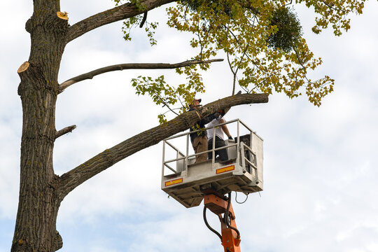 Two service workers cutting down big tree branches with chainsaw from high chair lift crane platform. Deforestation and gardening concept.