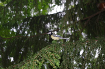 the titmouse on the tree in the park