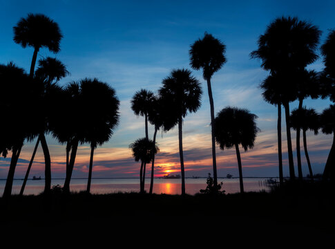 Silhouetted Tropical Palm Trees Against Blue Skies and Colorful Sunrise Over Still Ocean Waters 