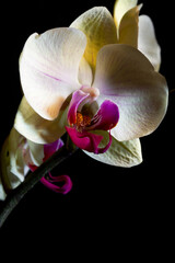 Orchid