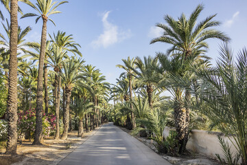Fototapeta na wymiar Spain city of Elche (Elx) is famous for the palm tree forests. Palmeral of Elche (or Palm Grove of Elche, about 70,000 palms) - the most southern palm grove in Europe. Elche, Spain.