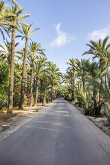 Obraz na płótnie Canvas Spain city of Elche (Elx) is famous for the palm tree forests. Palmeral of Elche (or Palm Grove of Elche, about 70,000 palms) - the most southern palm grove in Europe. Elche, Spain.