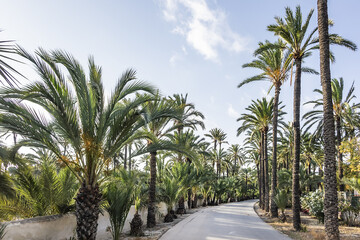 Obraz na płótnie Canvas Spain city of Elche (Elx) is famous for the palm tree forests. Palmeral of Elche (or Palm Grove of Elche, about 70,000 palms) - the most southern palm grove in Europe. Elche, Spain.